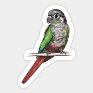 Green-cheeked conure Sticker